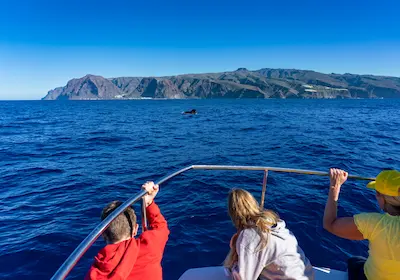 Whale watching — sejur charter Gran Canaria