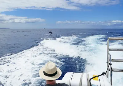 Dolphin watching — sejur charter Madeira